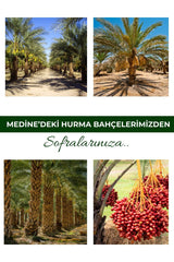 Medina Medjoul Dates